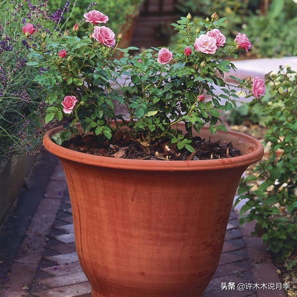 蔷薇月季玫瑰种多久才可以开花,蔷薇和月季开花区别