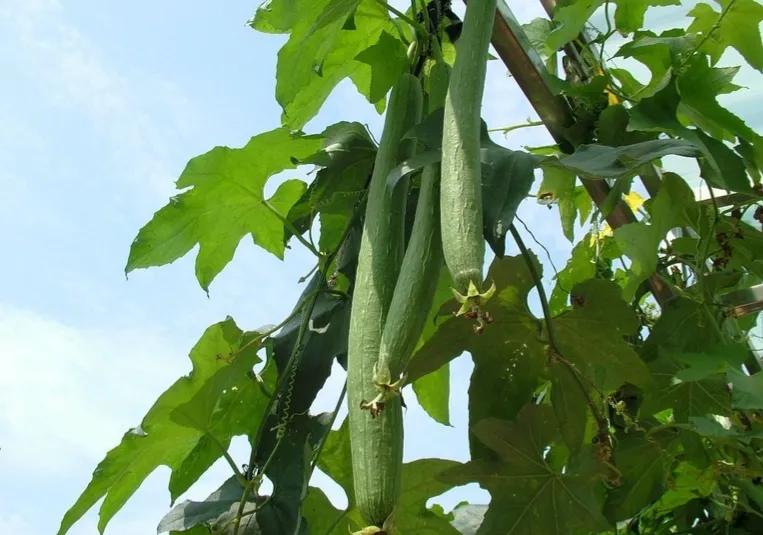 农民种丝瓜不卖瓜一年收入8000万,种植的丝瓜在哪找销路