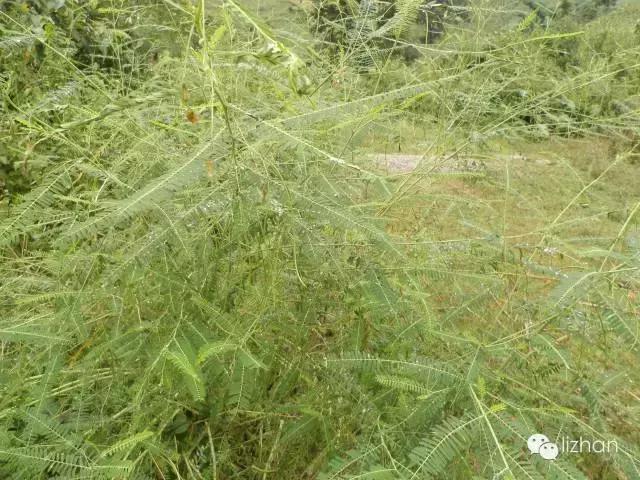 每天一味中药方剂,护肝最好的一味中药决明子