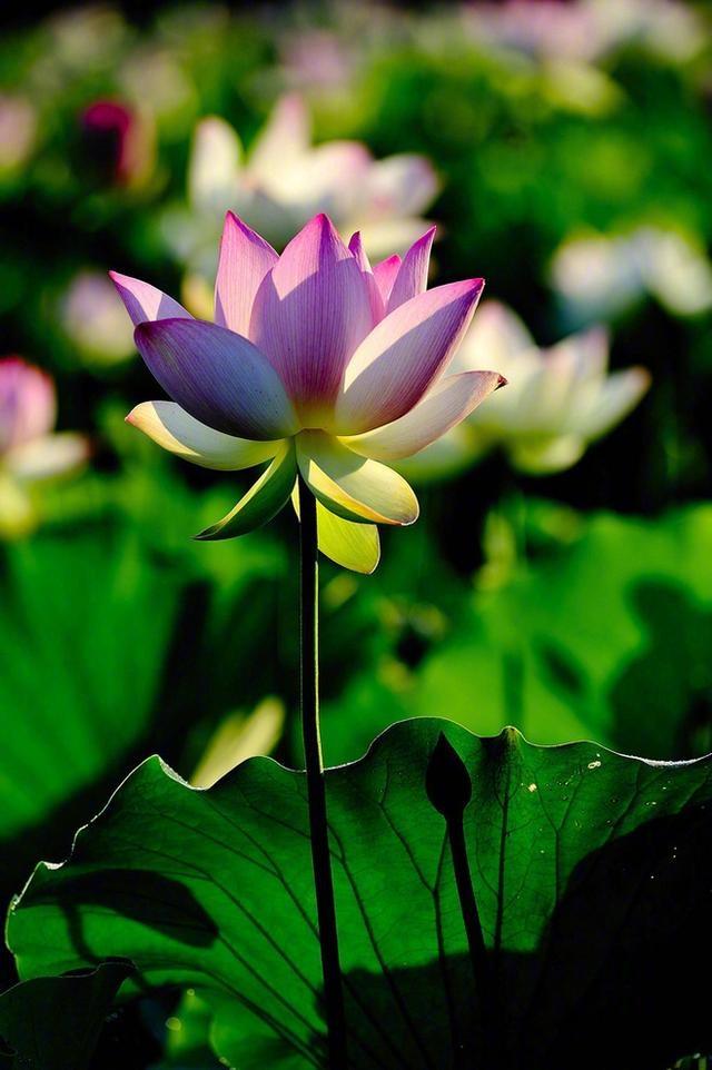 感悟人生的经典佛语视频,感悟人生佛缘情感语录