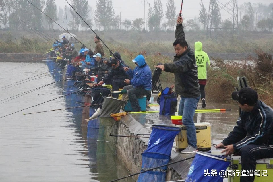 黑坑鲤鱼如何抓鱼不挣扎,黑坑鲤鱼调几目顿口最明显