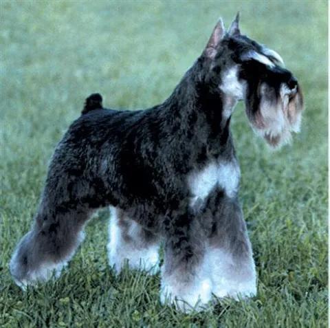 世界公认狗排名,世界名狗排名