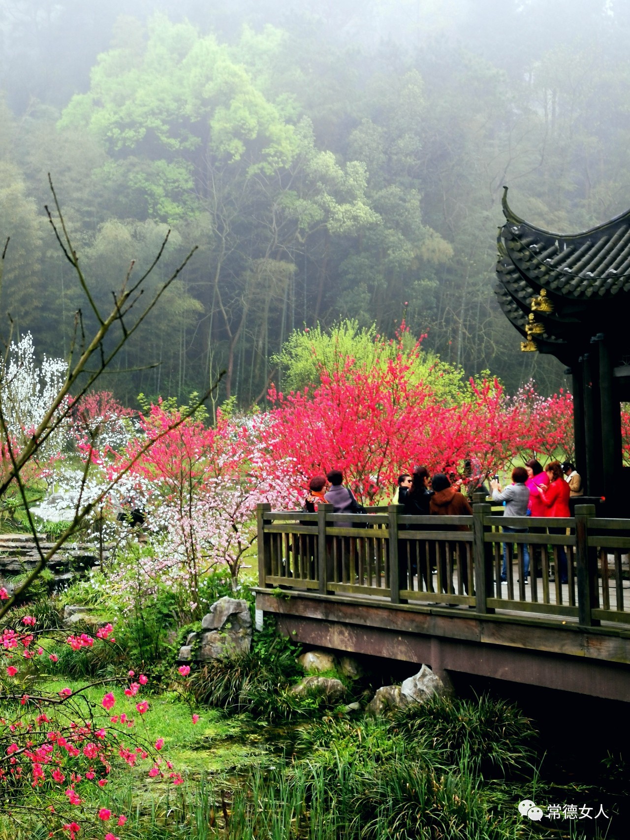 桃花源又见桃花开,盛景等君来,你若不来、花为谁开?