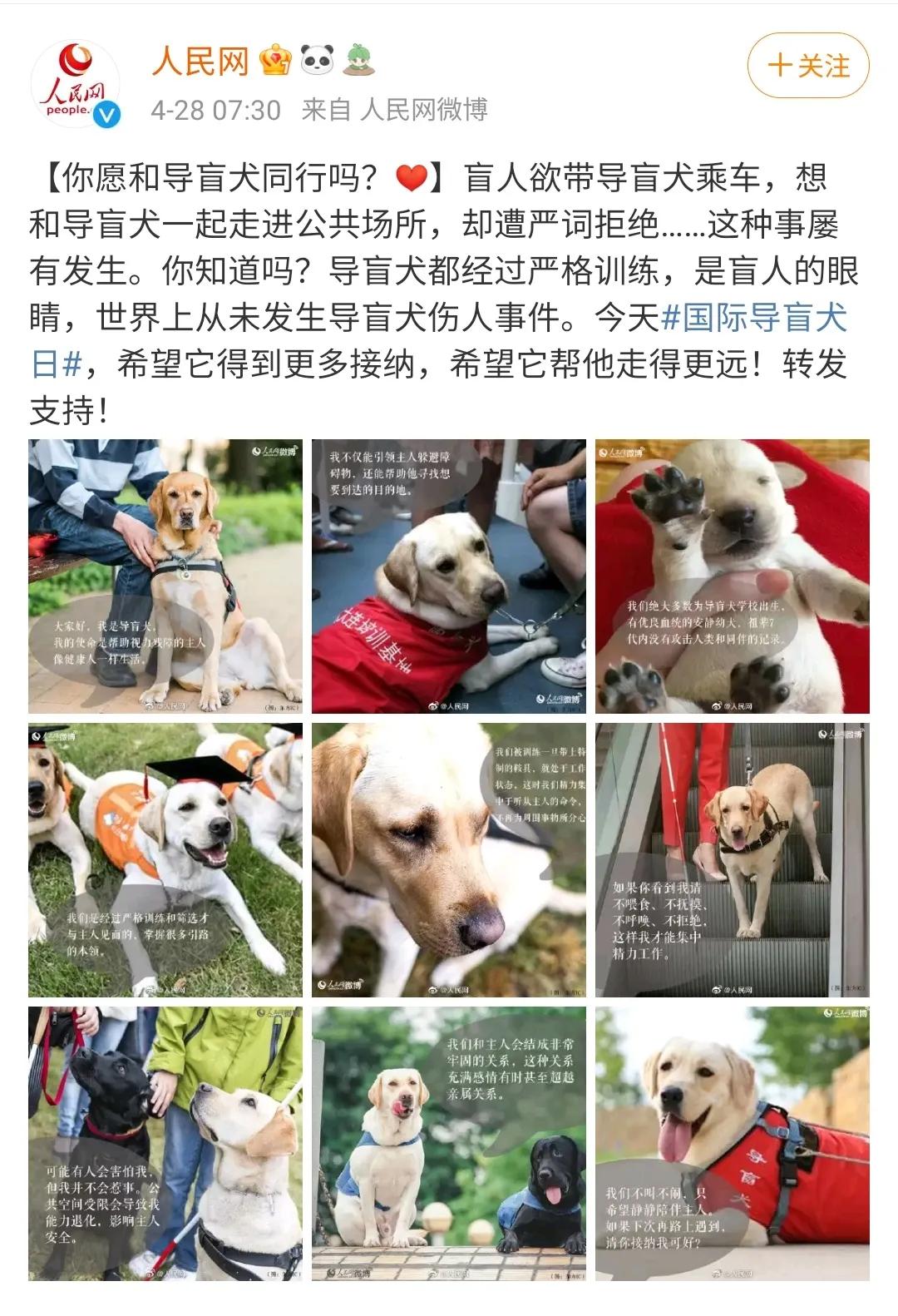 导盲犬被热议视频,导盲犬为什么被指责