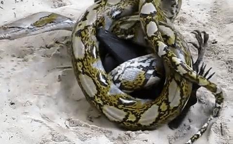 人类如果被蟒蛇活着吞进肚子里，用一把*首匕**能不能自救？