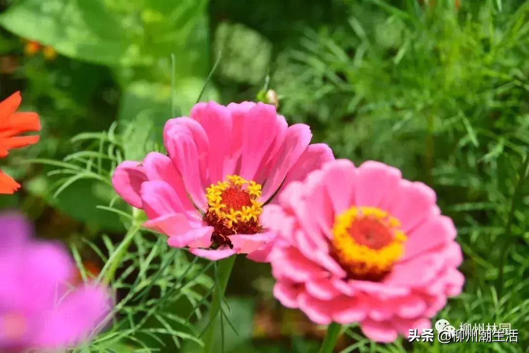 柳州哪里有免费花海,柳州花海紫荆花真实视频