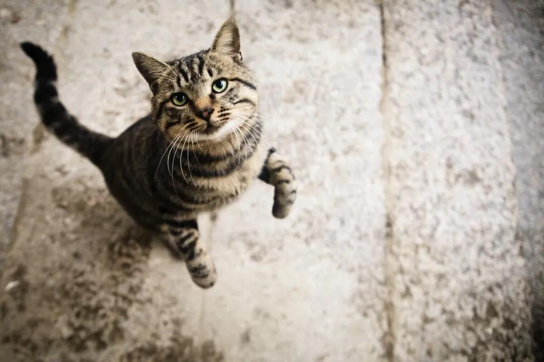 cfa赛级猫狸花猫,cfa认可狸花猫吗