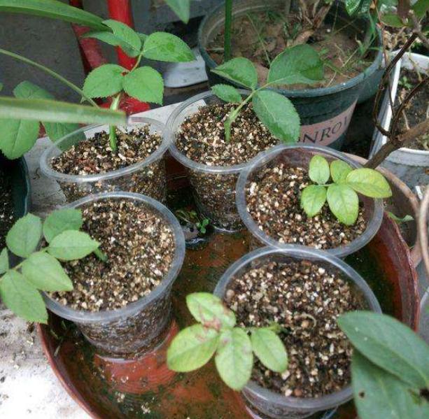 沙子养花好吗,养花土里用什么沙子好