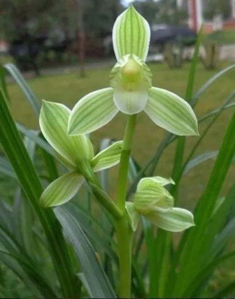 养兰花湿度和温度产生矛盾怎么办,小妙招解决兰花浇水大难题