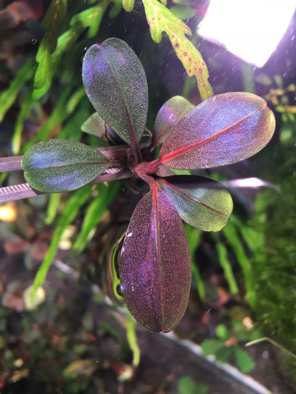 草缸洞穴造景怎么做,草缸自己动手布置