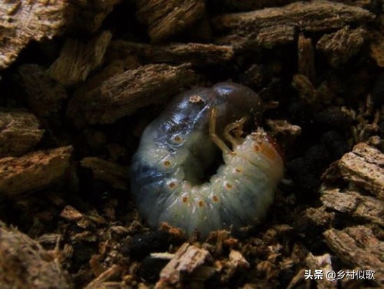 2龄蚕不吃桑叶怎么办,蚕不动不吃桑叶不蜕皮也不结茧