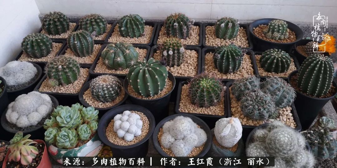 仙人球露养条件,仙人球的露养方法