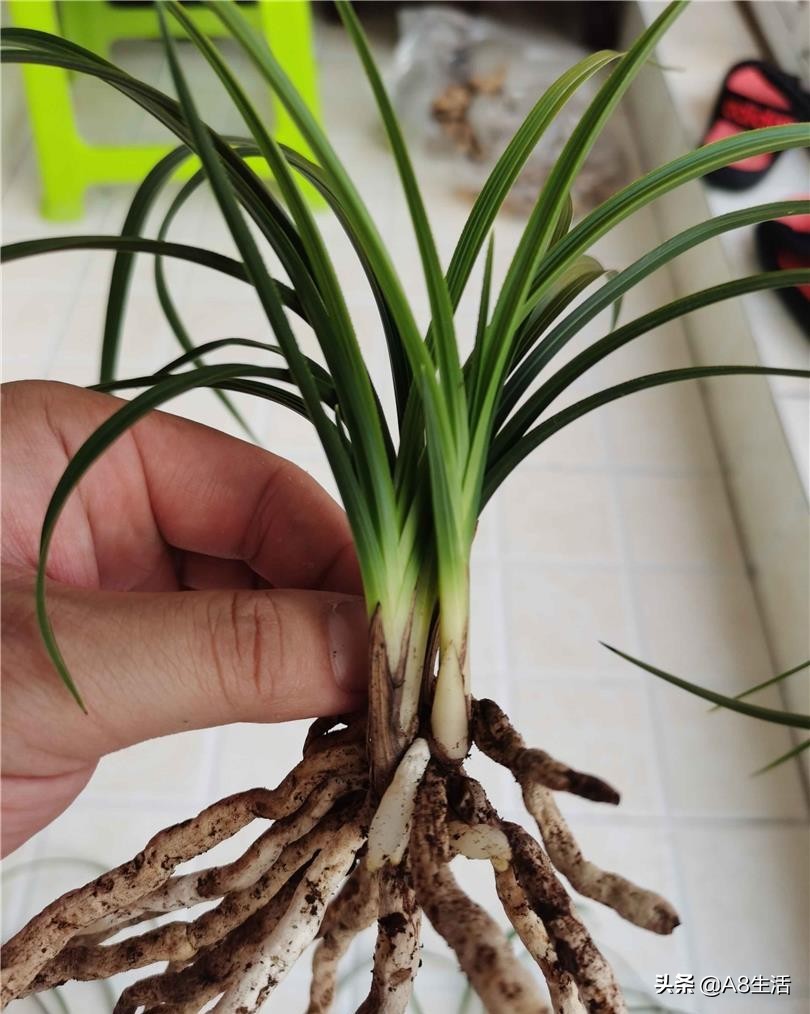 每日一品兰花价格,每日一品茶叶