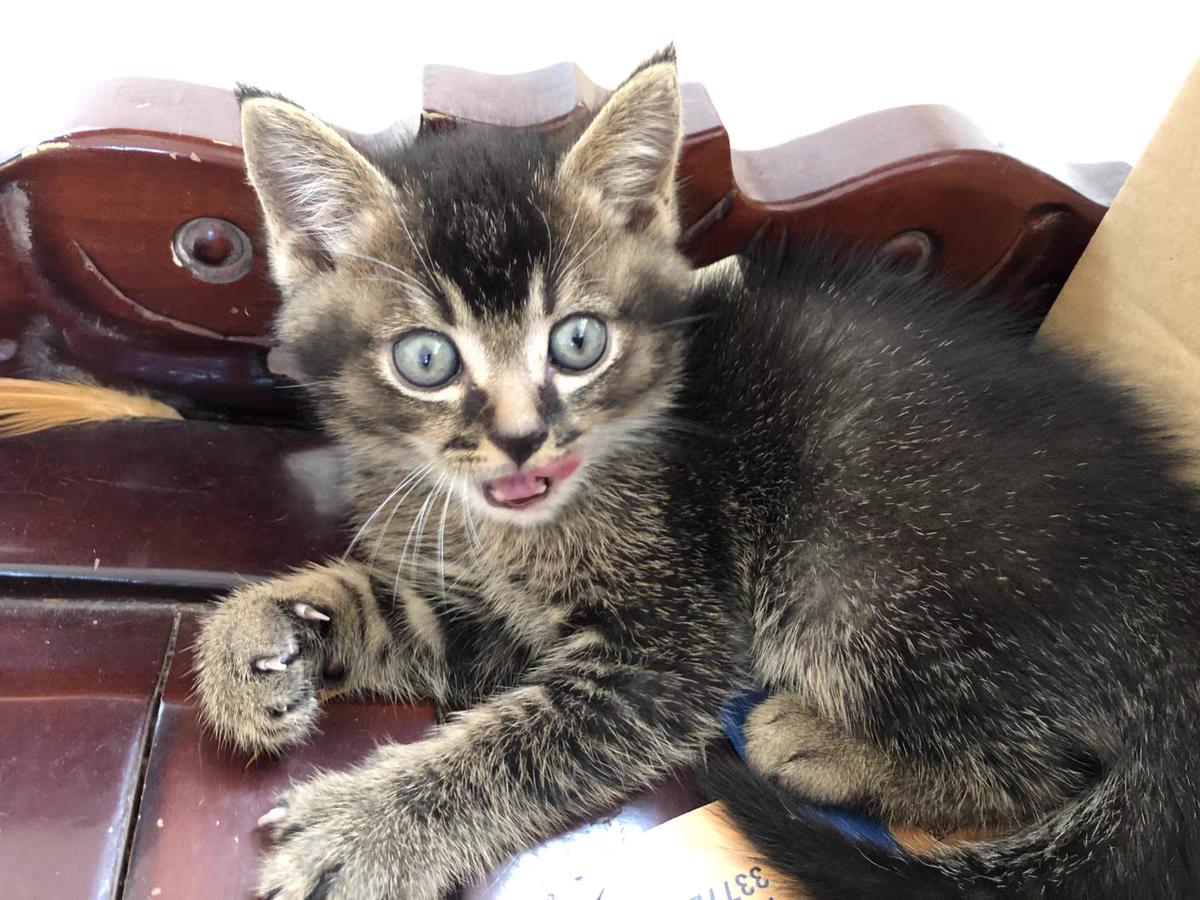 三个月猫咪吃什么牌子猫粮,猫咪的粮食什么牌子好