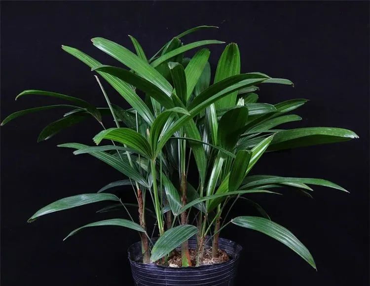 绿叶竹子怎么养护,细叶棕竹怎么养护和管理