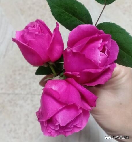 中国月季红色浓香,13种中国红月季让你美个爆