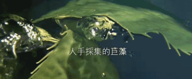 lamer唇膏和唇釉,lamer的唇膏和唇部精华