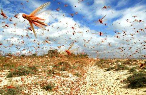 蝗虫不是在天上飞吗，怎么用鸭子去吃呢？鸭子能灭蝗虫吗？