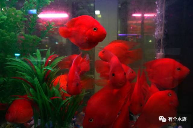 十大适合懒人养的鱼小型观赏鱼,十大最值得养的观赏鱼排名