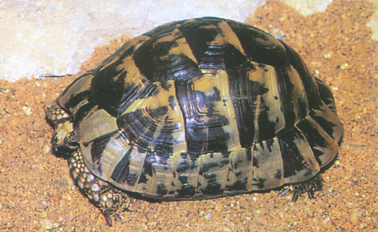 龟类大百科,大眼睛龟类