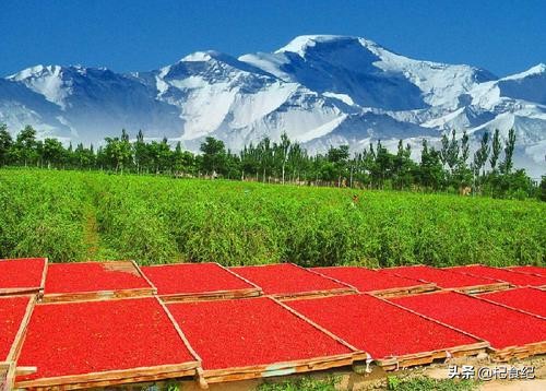 孕育黑枸杞的“瀚海明珠”-诺木洪
