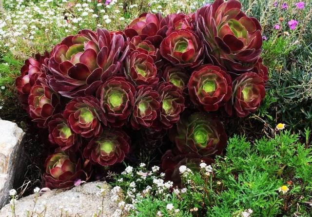 春天几月份适合移盆扦插,夏天可以扦插换盆吗