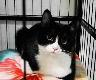 关于流浪动物救助的采访问题,流浪动物救助文章1000字