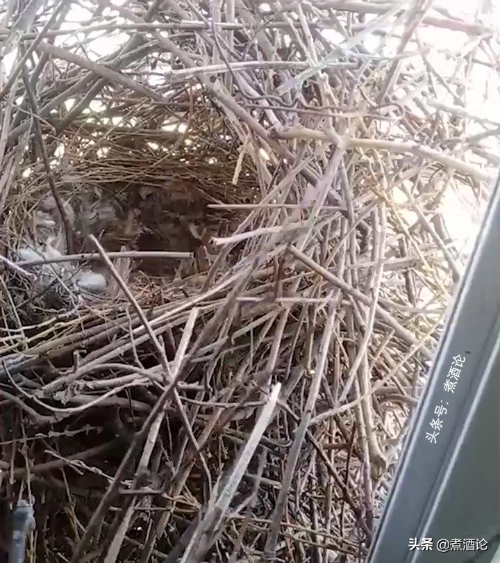 喜鹊趁户主不在家，在窗户上筑了3个窝，把半扇窗户堵得严严实实