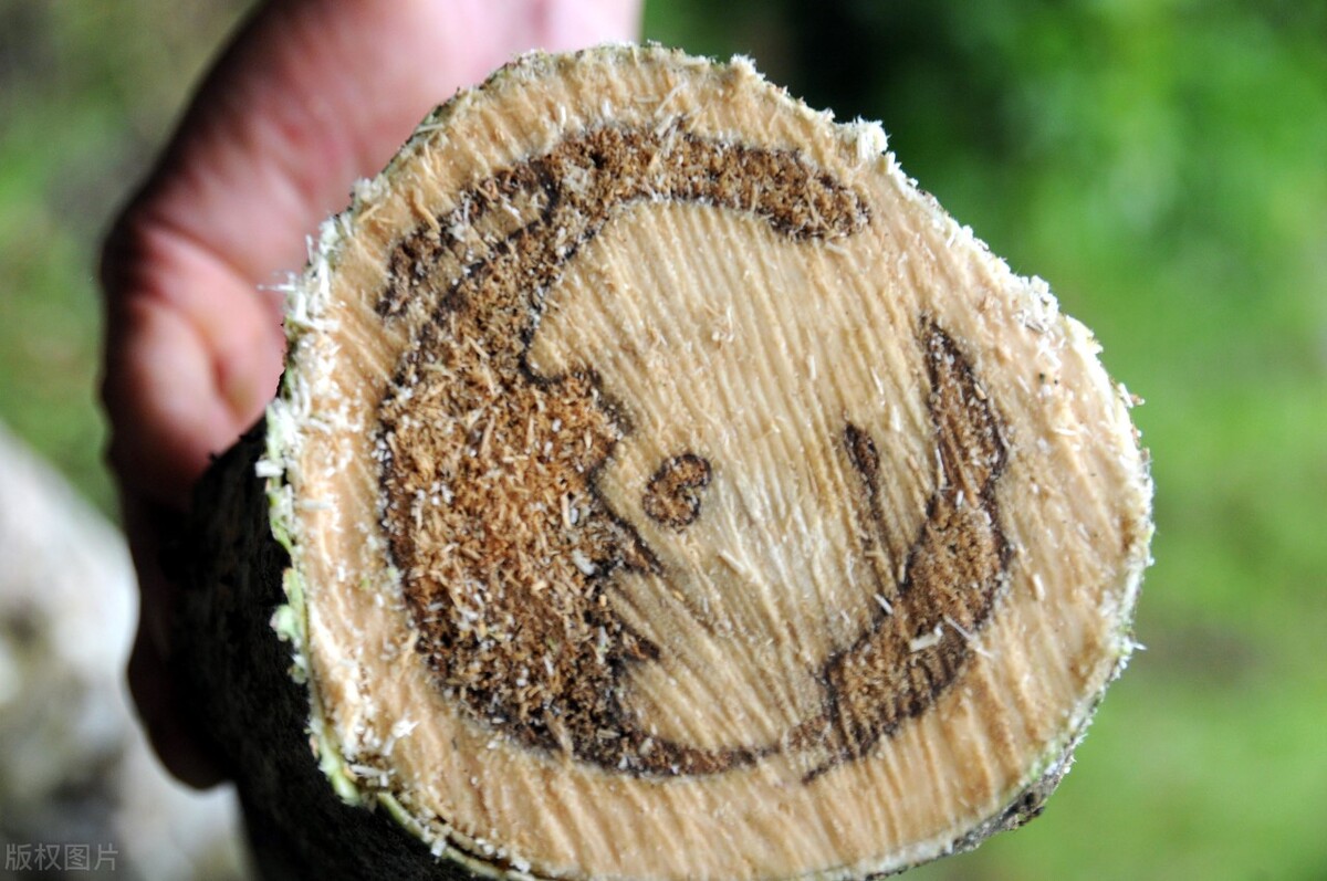 各个产区沉香特点,各国的沉香价格