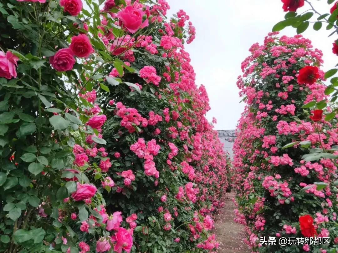 郫都区最美的花海,成都郫都花乡玫瑰开放了吗