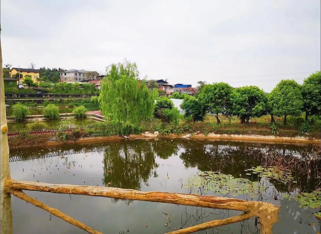 重庆大学城摘草莓的地方,重庆璧山摘草莓的地方推荐