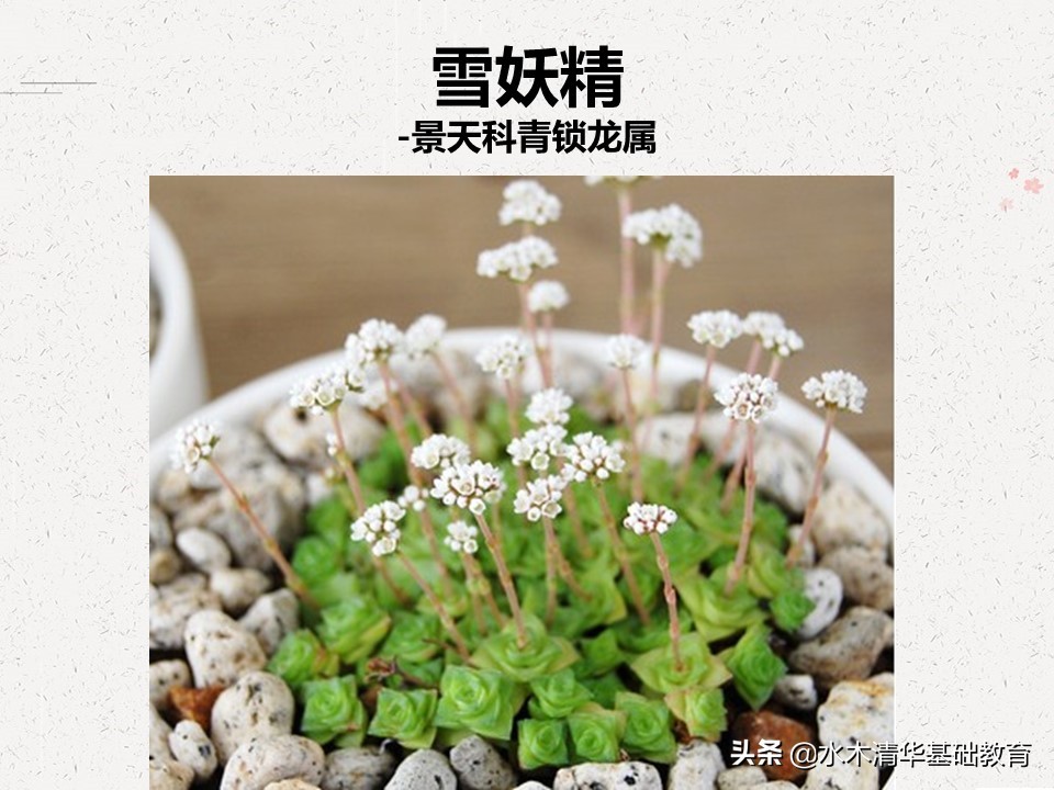 梦幻女王多肉植物百科图谱,原产地多肉植物图谱pdf