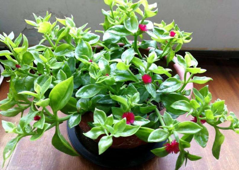 口红花的养殖方法和注意事项,口红花怎么养步骤教程