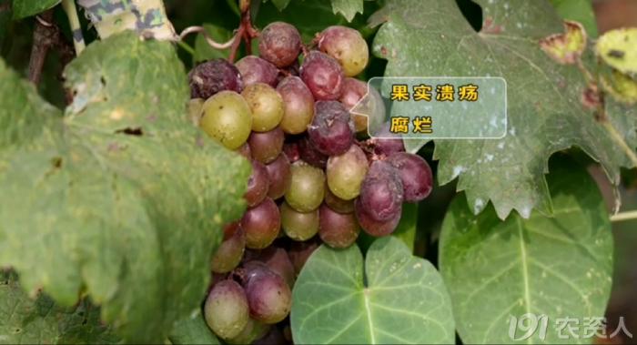 葡萄8月管理,葡萄八月的霜霉防治