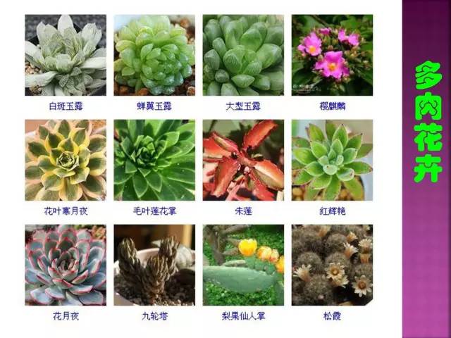 花卉大全500种观叶植物名称,1332种常见花卉植物图谱