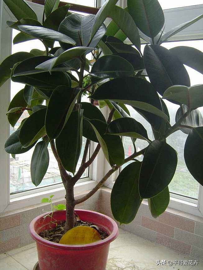 吸甲醛最好的3种花,什么花可以净化空气吸收甲醛