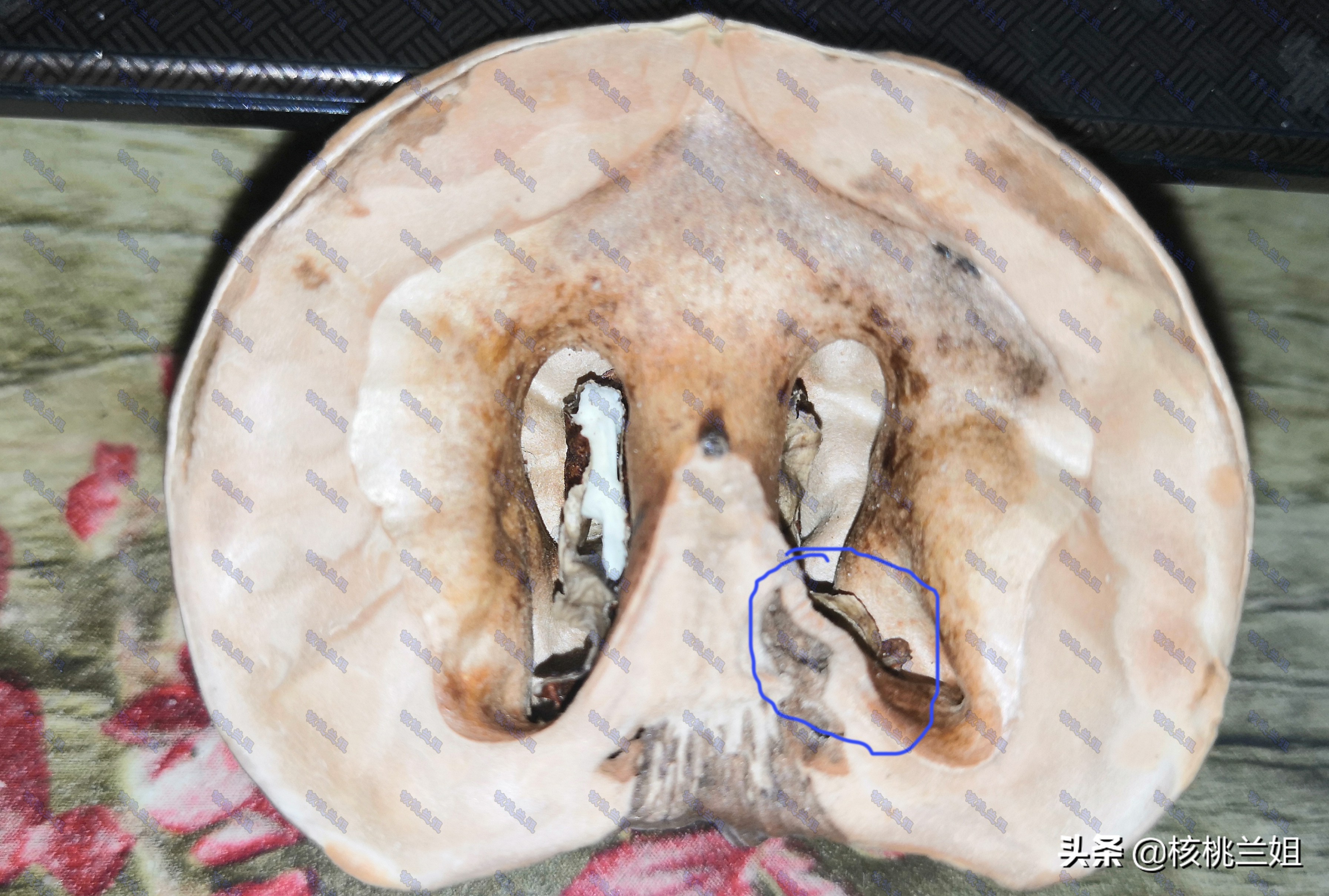 文玩核桃脐黑,文玩核桃上油刷还是干刷