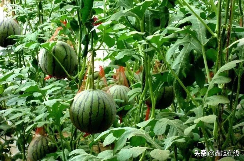 孟津五一有什么可以采摘的果蔬,洛阳孟津五一采摘园推荐