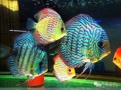 养的鱼突然不吃食,红箭鱼突然不吃食是什么原因