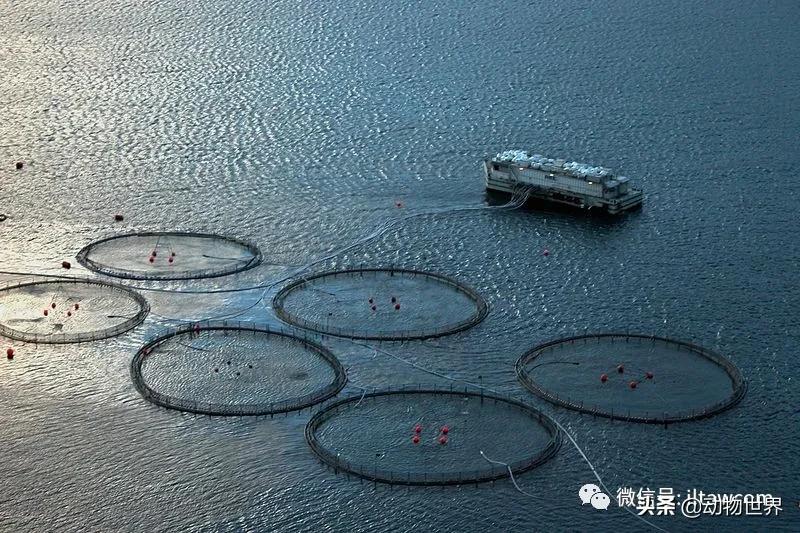 三文鱼是怎样的鱼,三文鱼冷冻后还可以生吃吗