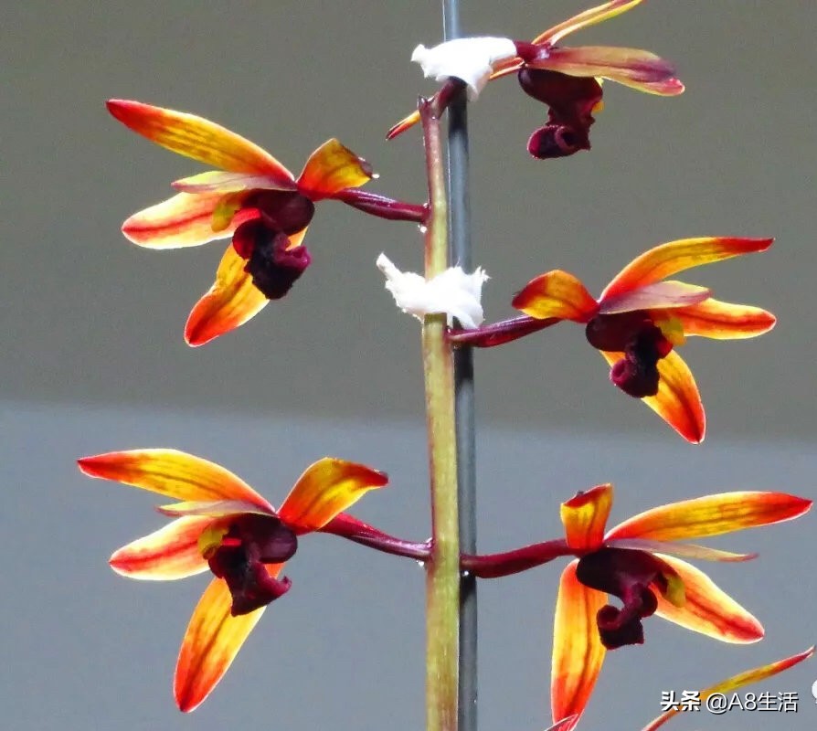 兰花蕙兰绝品传奇,每日一品茶叶