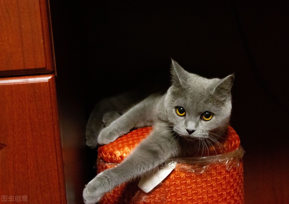 猫发情了叫得很吵,猫发情为什么要剃毛