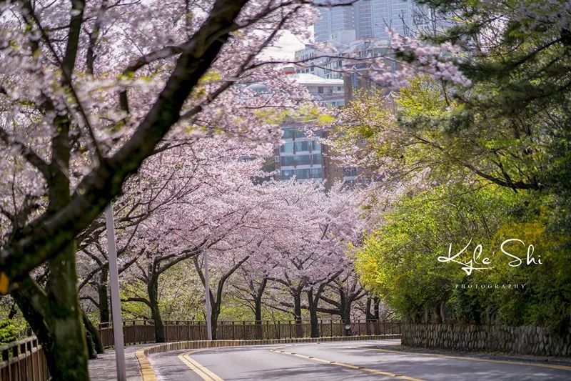 樱花季去京都怎么避免人太多,樱花季去日本旅行