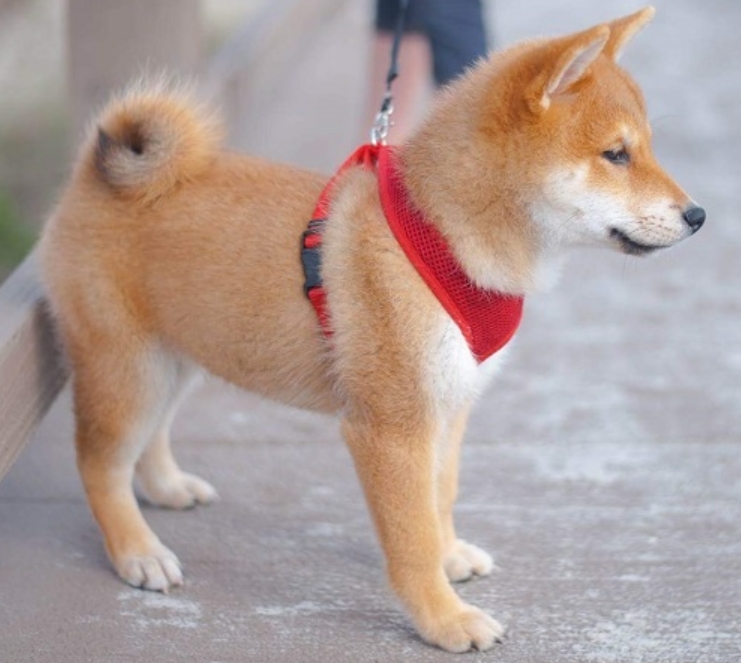 适合老年人养的狗排行榜,适合老人养的狗好养活的品种