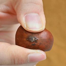 粒上皇香甜板栗,粒上皇25元现炒板栗团购价15.9元