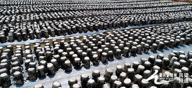 木耳产业喜丰收促农增收添活力,郊纳黑木耳产业助力脱贫攻坚