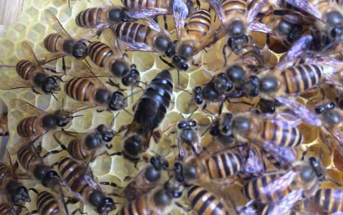 冬季蜜蜂没有蜜源怎么生存？有经验的蜂农这样做