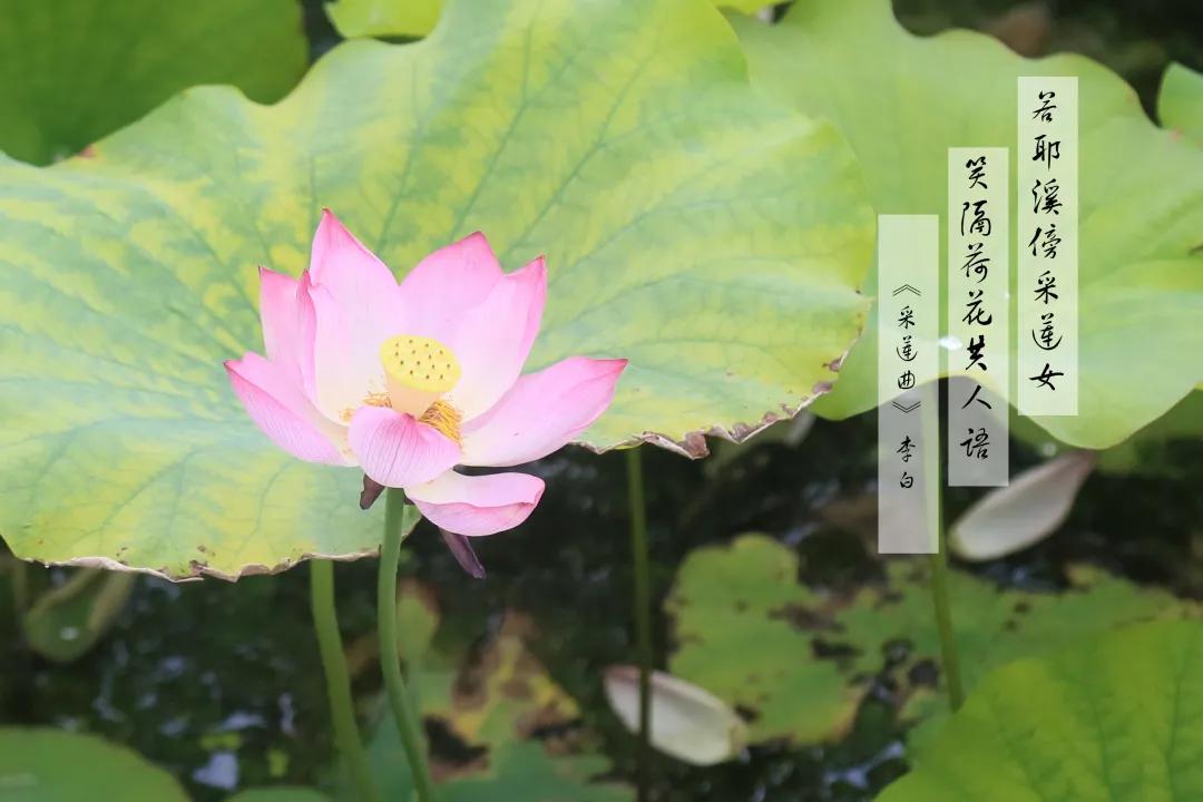 赏荷100首荷花短诗,一起赏荷花的诗词歌赋