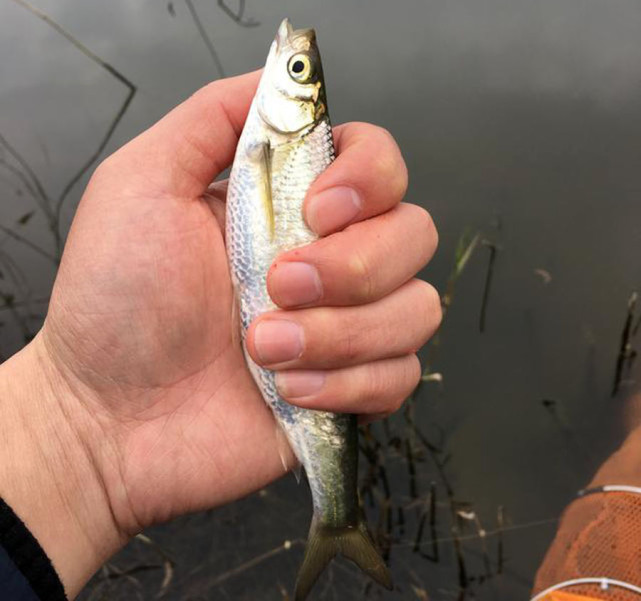 白条闹窝最佳解决方法,白条闹窝怎么解决