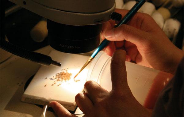 厨房果蝇小飞虫怎么消灭,厨房消灭果蝇的最好方法